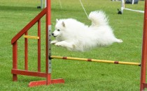 Agility Max
