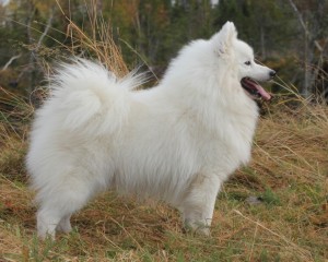 Zorro_mestvinner